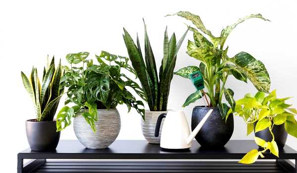 Showcase Plant Collections for garden decor