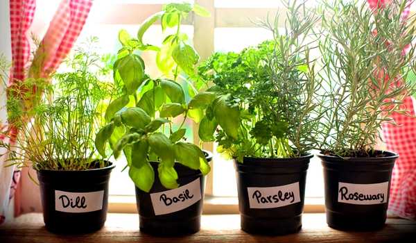 simple herb garden to your kitchen window decoration