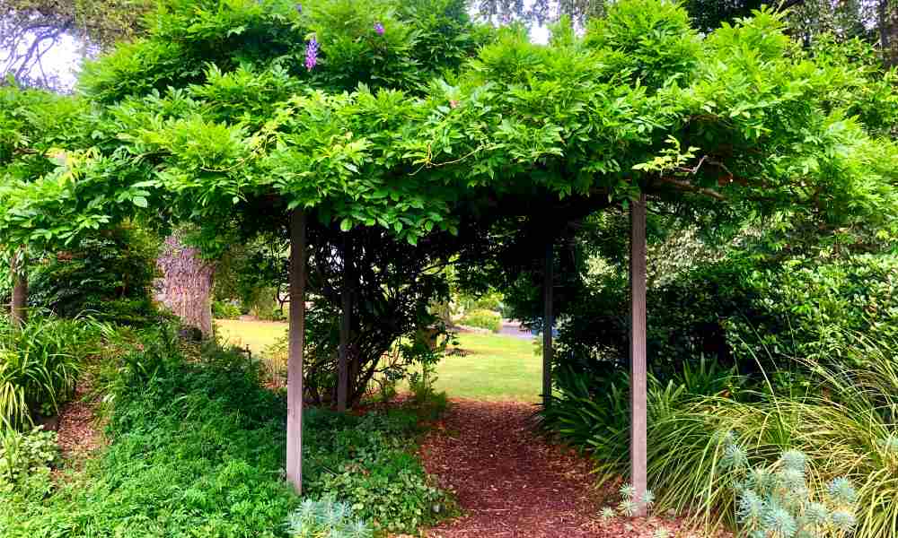 How to Decorate a Pergola with Plants